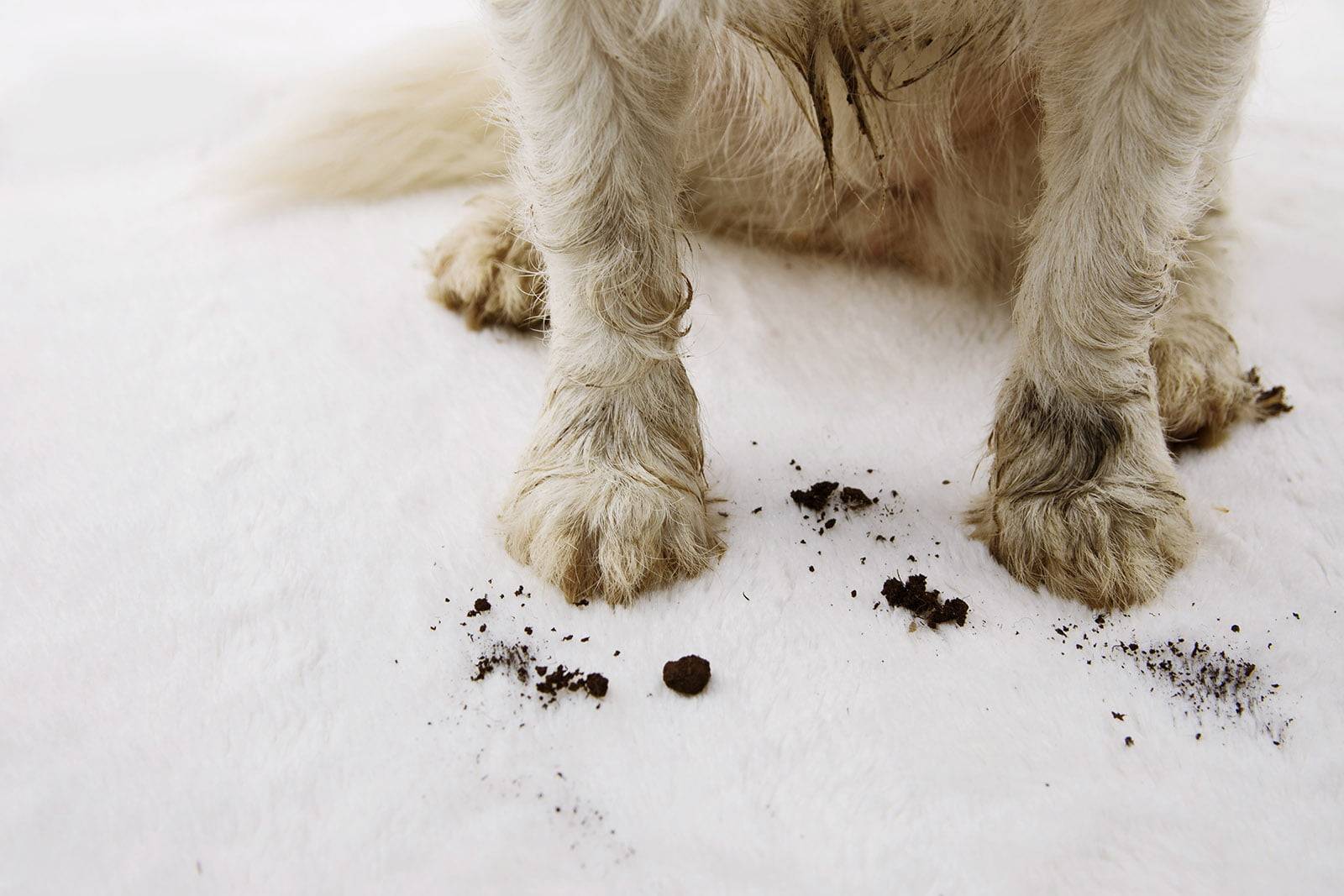 Close-up of dirty and muddy dog on carpet at home